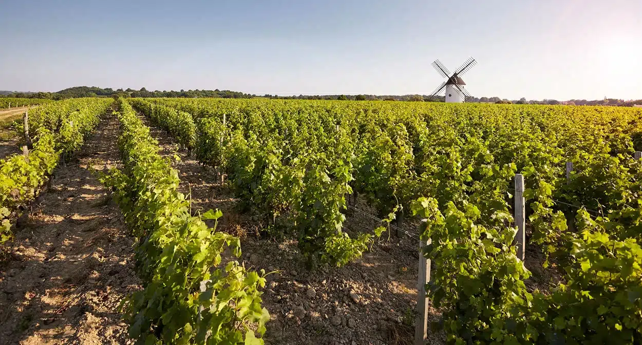 Loire er hovedsagelig det smukkeste, frodige vinområde og  det tredje største af de franske vindistrikter i Frankrig
