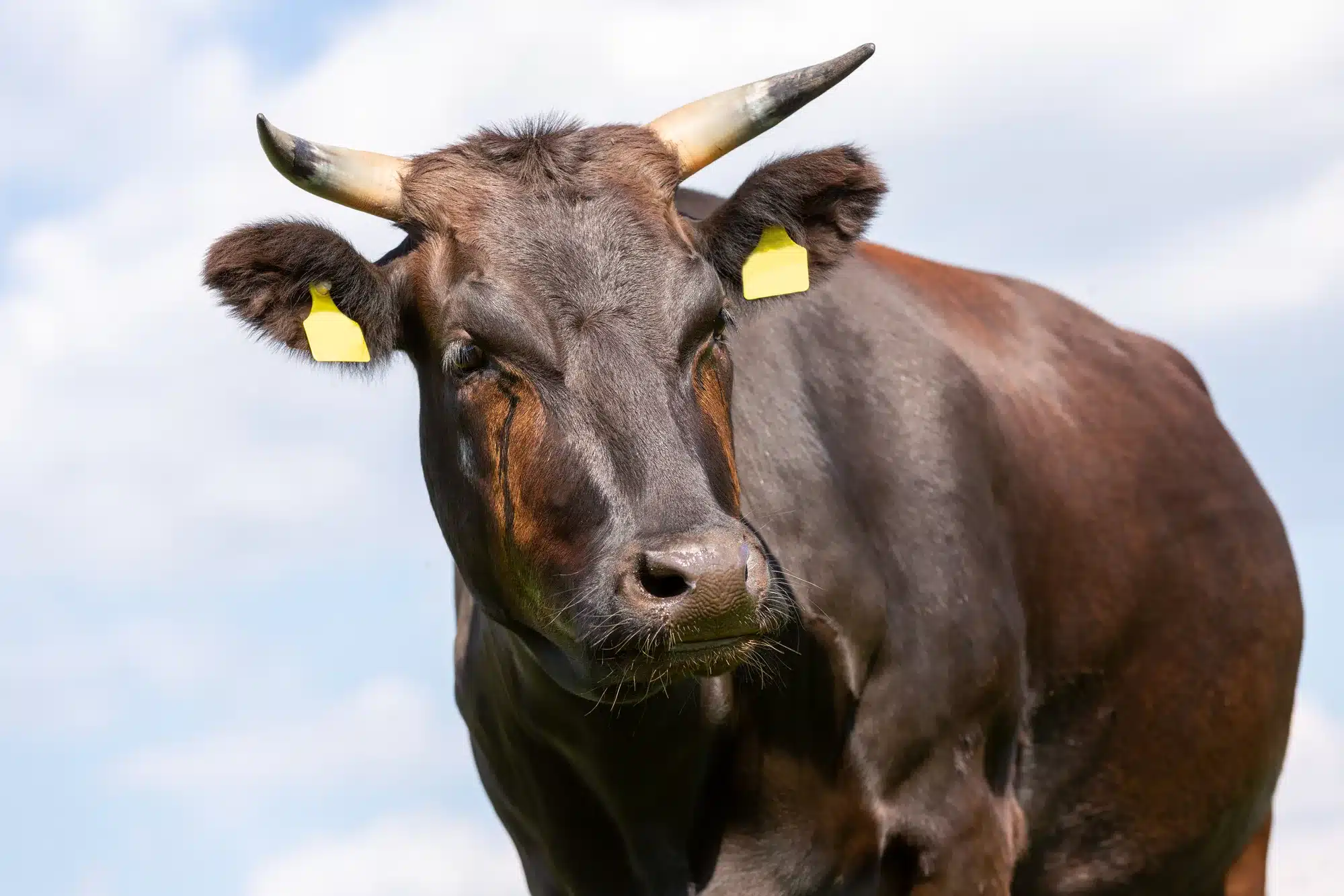 A Wagyu cow stands on a green meadow