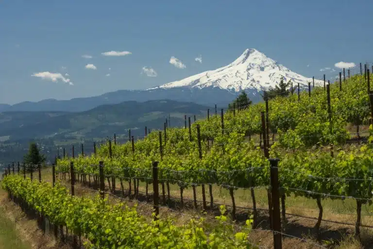 En af USA's magtfulde regioner, der kan prale af mangfoldighed i kvalitet, produktion og terroir, er Washington State næst efter Californien.