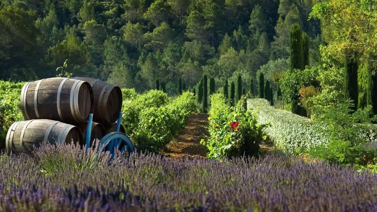 Vine fra Provence er en rejse i fransk historie i et af Europas mest attraktive område