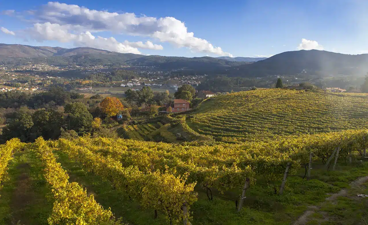 Rías Baixas ligger i Galicien og er et af Spaniens bedste og mindste vinområder tæt på Atlanterhavet og Portugal. Fremragende hvidvine