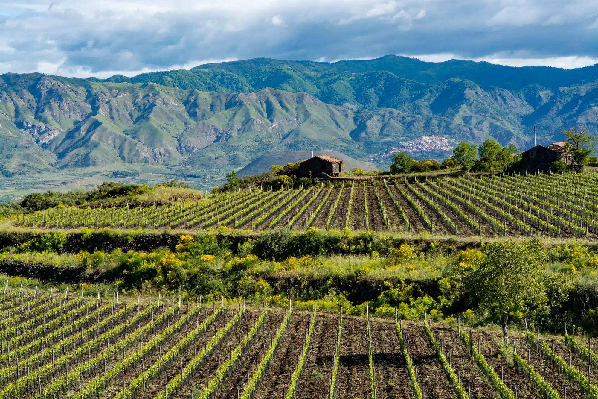 Vine fra Sicilien er et af vore fokuspunkter og understreger så klart Italiens enorme varietet inden for vindyrkning