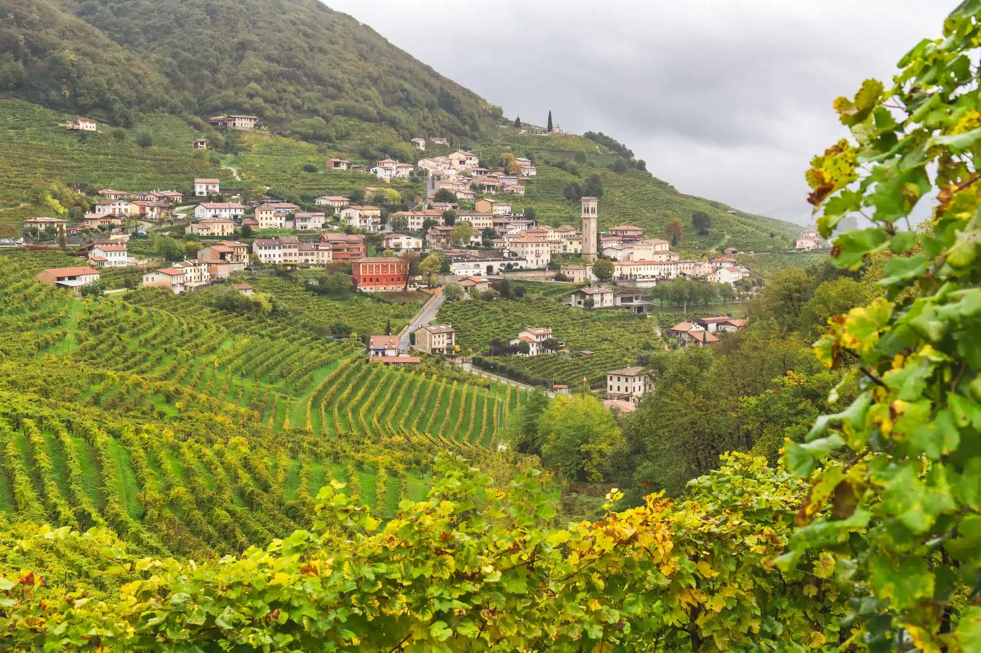 Amarone, Veneto Vinregion