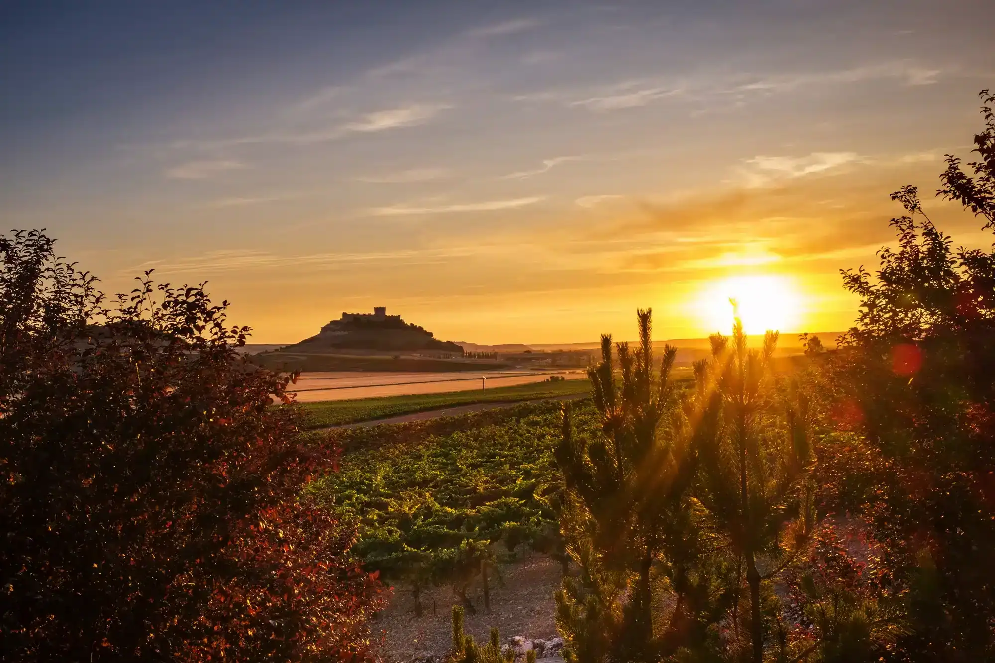 Vinmarker i Ribera del Duero med borgen i Peñafiel i silhuet ved solnedgang
