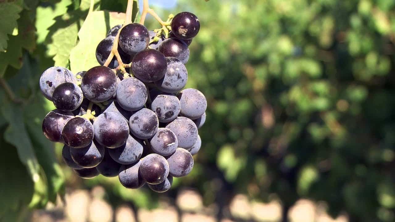 Manto negro er en spansk rød druesort, der dyrkes på Balearerne. Den bruges i vine, der produceres under Binissalem-Mallorca.