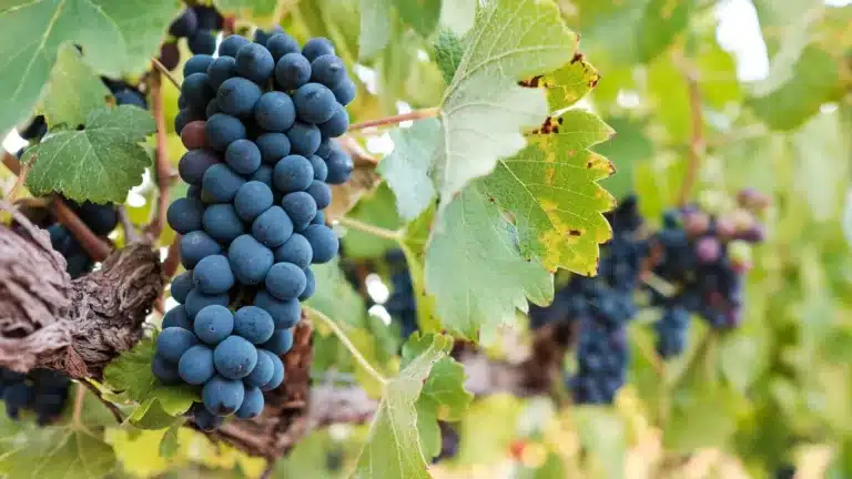 Mourvèdre, også kendt som Monastrell, er en vindrue af betydelig betydning i Spanien. Denne druesort har dybe rødder i landet og trives godt i det spanske klima og terroir