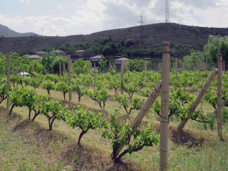 Vineyard in the Areni wine region, southern Armenia