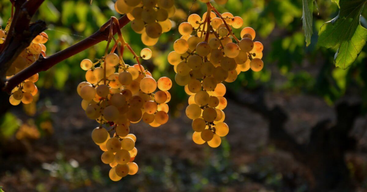 Xarel-lo er en vintype af drue, der er mest kendt for sin rolle i produktionen af Cava, en mousserende vin fra Spanien.