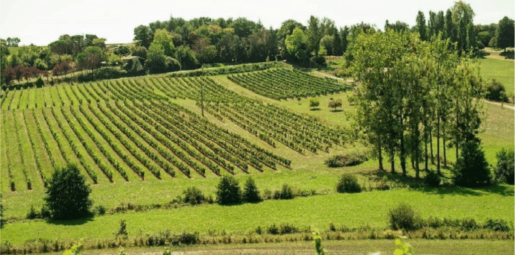 bordeaux