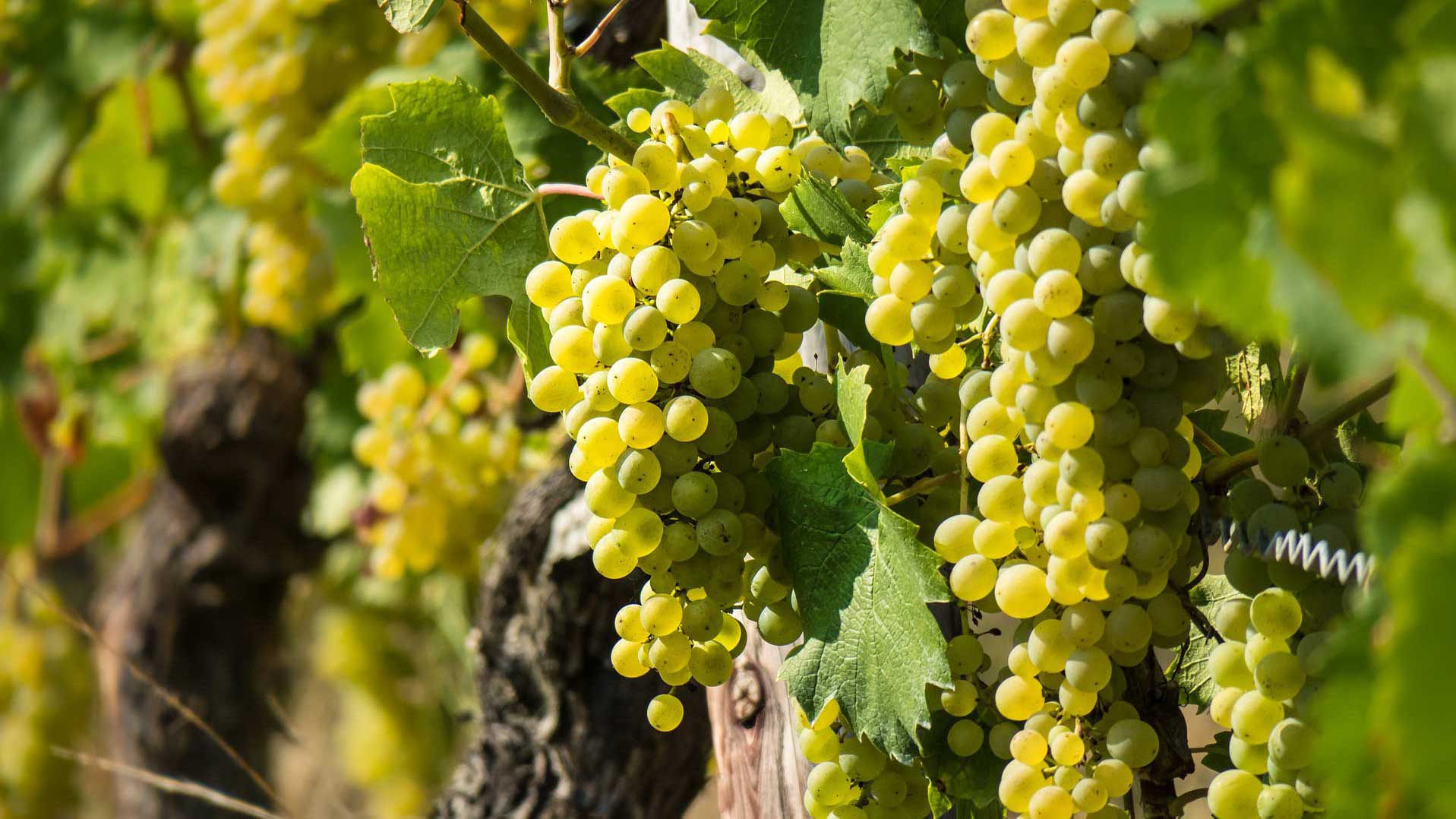 Macabeo, også kendt som Viura i nogle regioner, er en hvidvinsdrue, der dyrkes i Spanien og andre vinproducerende områder.
