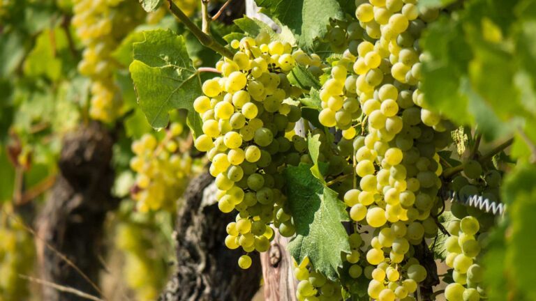 Parellada er en hvidvinsdrue, der er kendt for sin rolle i produktionen af Cava, en mousserende vin fra Catalonien i Spanien.