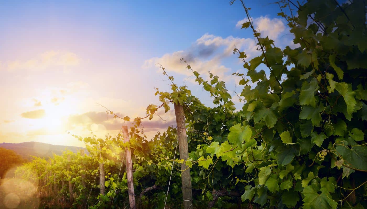 Spanien 2023 vinhøsten betyder meget for landets vinproduktion. Hvert år, når solen stråler over Spaniens vinmarker, forbereder vindyrkerne sig ivrigt på høstsæsonen. Det årlige ritual, dybt forankret i historien, viser det rige broderet af Spaniens vindyrkningsarv. I denne artikel vil vi gå dybt ind i de grundlæggende aspekter af Spanien Wine Harvest 2023 og udforske regionerne, druesorterne og teknikkerne, der bidrager til produktionen af ​​nogle af verdens mest berømte vine.