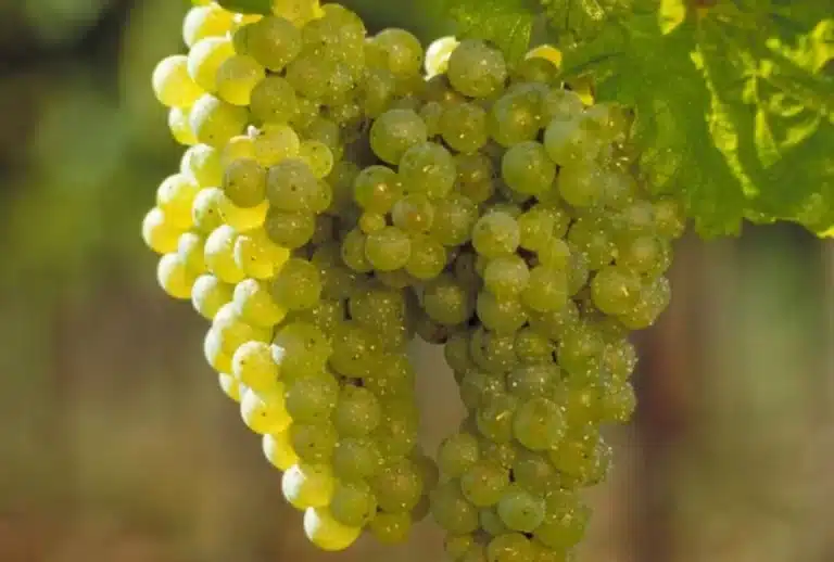 Huxelrebe, en fascinerende hvidvin druer