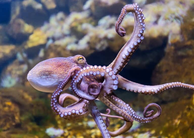8 og 10 armede blæksprutter