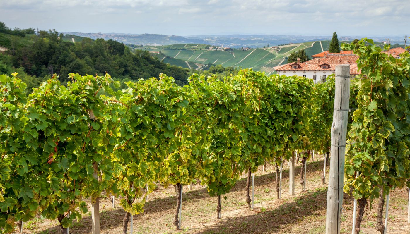 Moscato vinmarker i Piemonte
