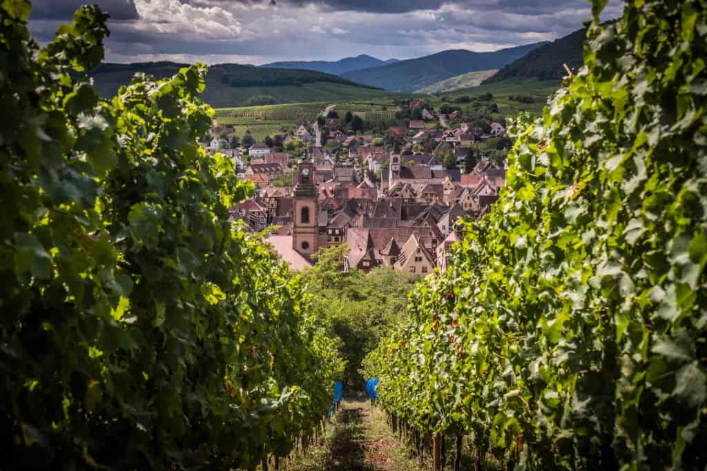 Hugel et Fils, Grand Cru Schoenenbourg i Riquewihr