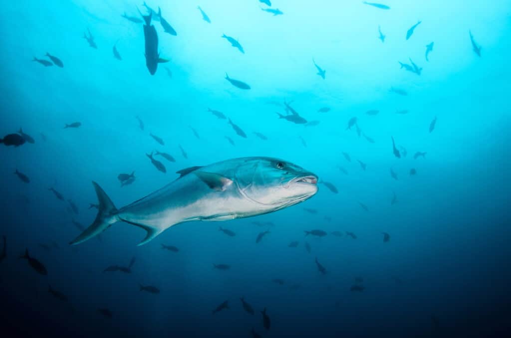 Greater amberjack (Seriola dumerili). Cabo Pulmo National Park, The world's aquarium. Baja California Sur,Mexico.