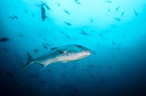 Greater amberjack (Seriola dumerili). Cabo Pulmo National Park, The world's aquarium. Baja California Sur,Mexico.