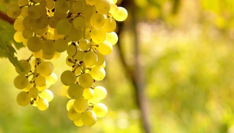 Sauvignon Blanc