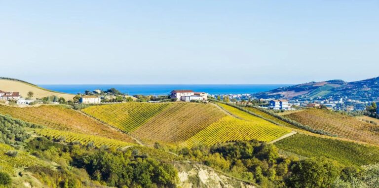 Marche vine