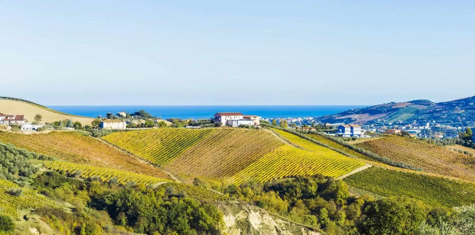 Marche vine
