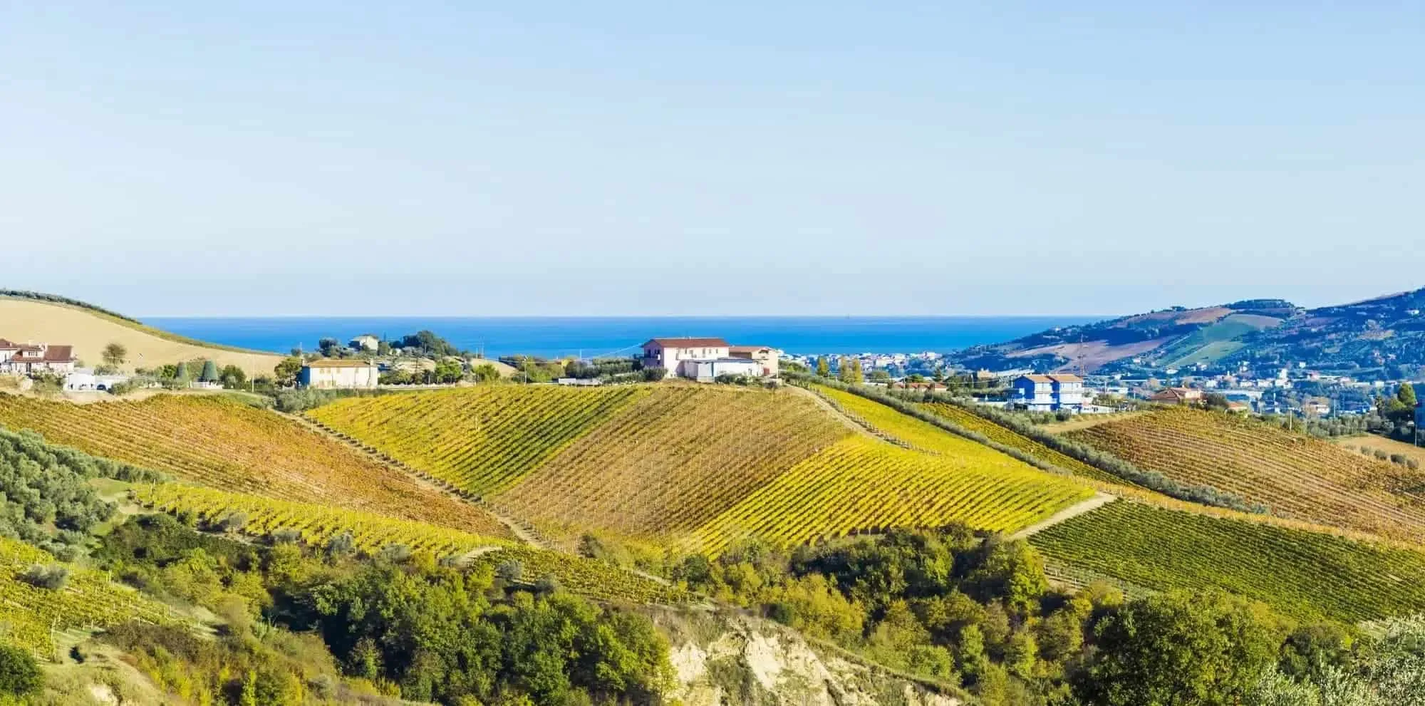 Marche vine