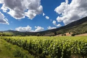 Vine fra Chile