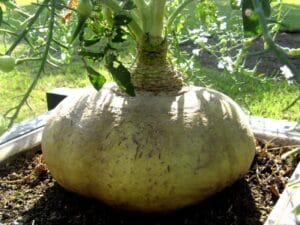 Sakurajima daikon, verdens største Japanradise, rekorden er 32 kg