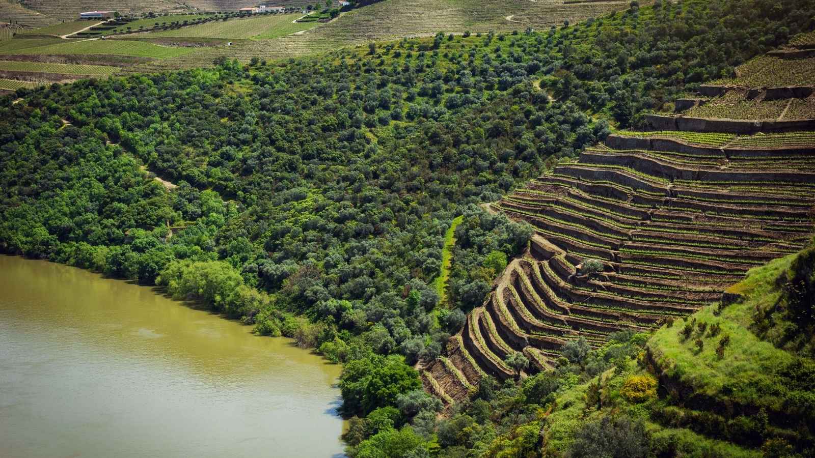 Vinrejser til Portugal byder på betagende udsigter som her ved Douro
