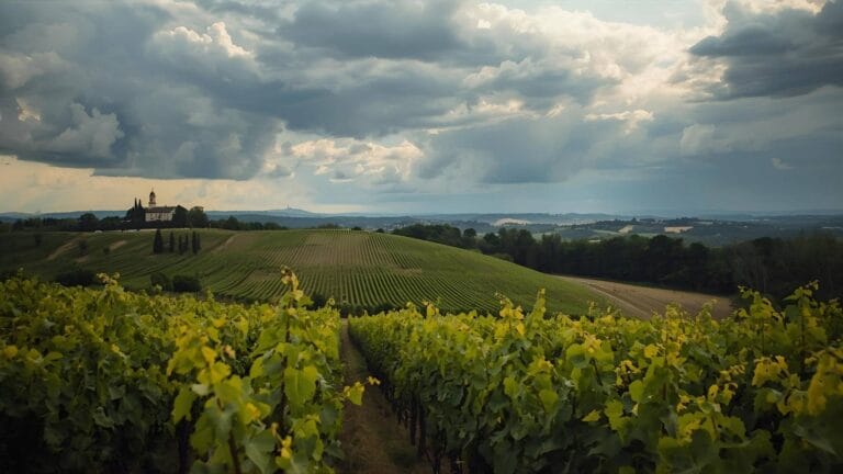 Vinhøst i Europa 2025