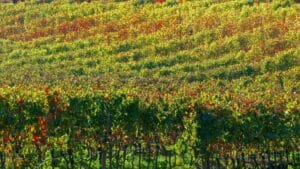 Naturvin fra Portugal