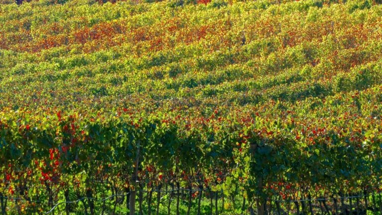 Naturvin fra Portugal