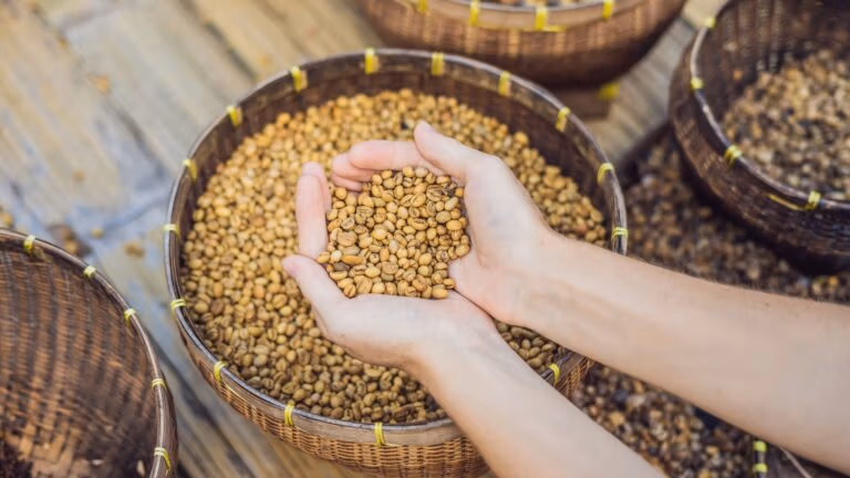 Kopi Luwak