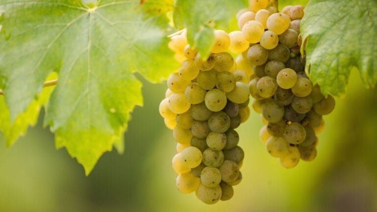 Furmint