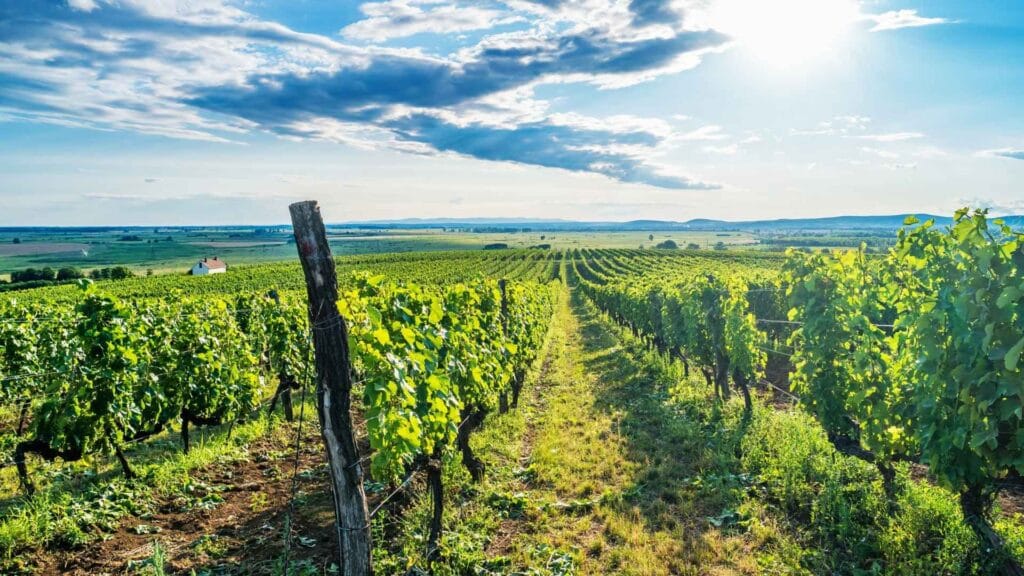 Tokaj