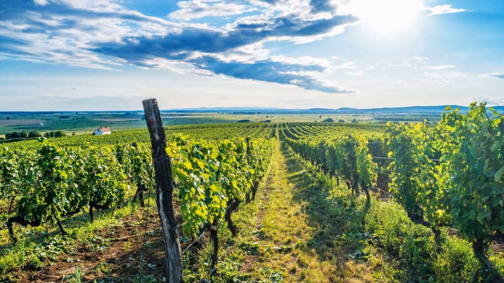 Tokaj