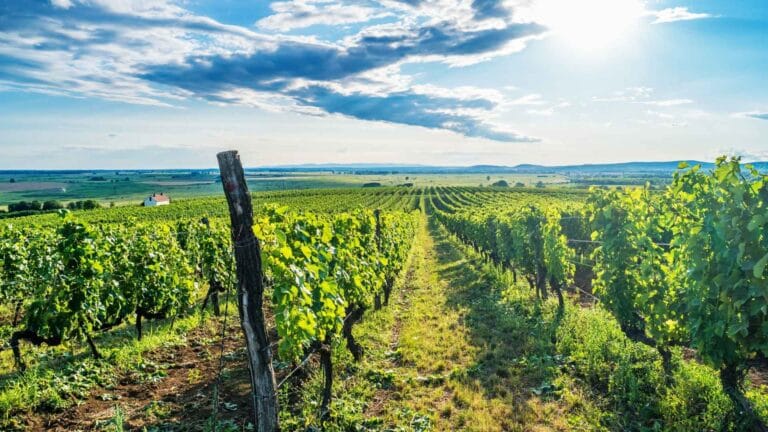 Tokaj