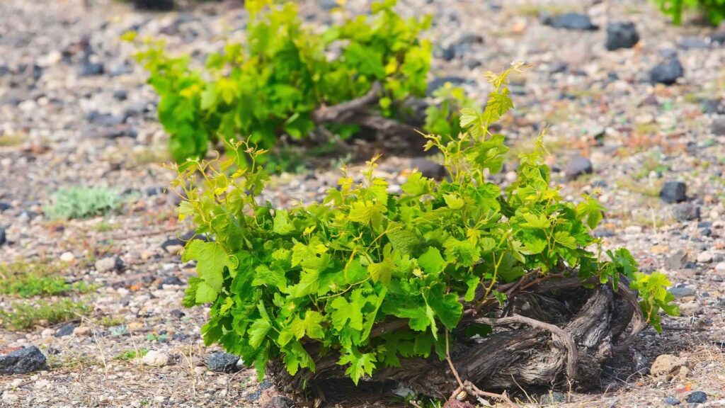 Assyrtiko fra Santorini — den vulkanske hvidvin der smager af hav 1 Assyrtiko - En drue formet af vulkan og vind