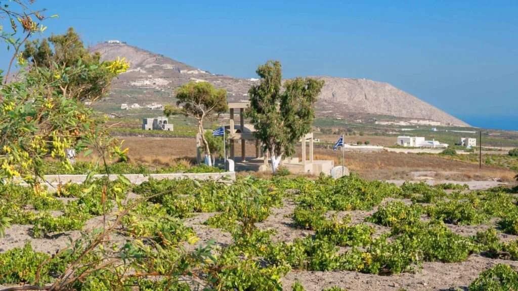 Winetalk er til alle, der elsker god vin og mad 9 Assyrtiko fra Santorini — den vulkanske hvidvin der smager af hav