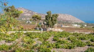 Winetalk Quiz 2 Assyrtiko fra Santorini — den vulkanske hvidvin der smager af hav
