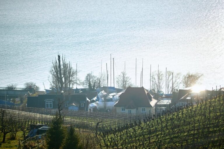 Vintilbud