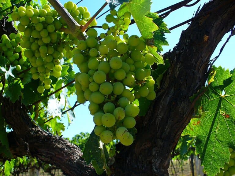 Trebbiano Spoletino Druer
