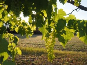 Trebbiano Spoletino, Umbria Tourism