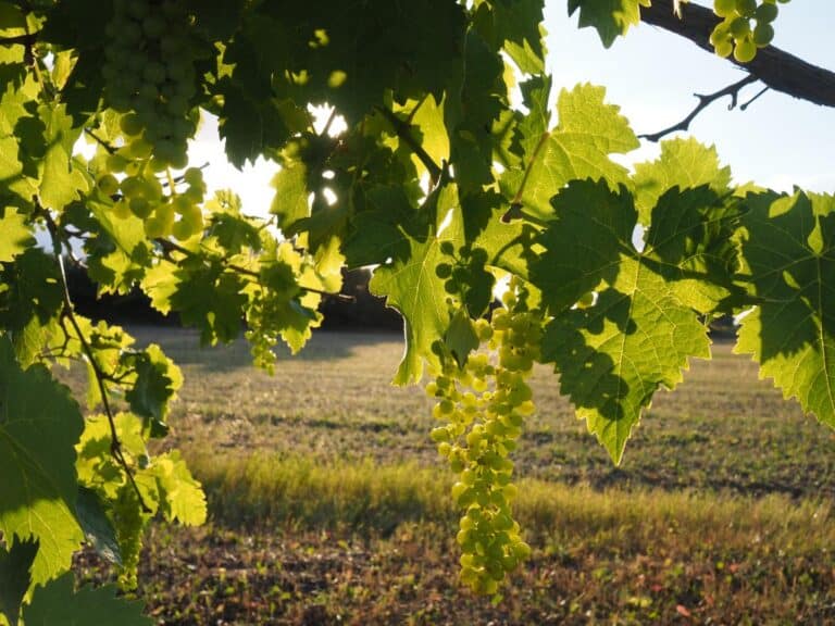 Trebbiano Spoletino, Umbria Tourism